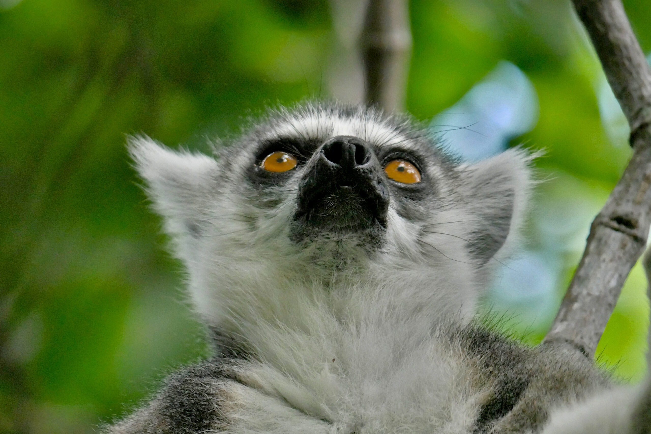 Read more about the article Madagaskar – jak zaplanować wyjazd na własną rękę