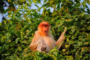 Read more about the article Borneo – gdzie zobaczyć nosacze w naturalnym środowisku?